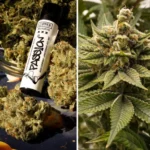 Melonade Runtz Auto x3 – Dutch Passion – Semillas - Imagen 2