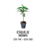 Esqueje MOWH (solo retiro por el local)