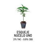 Esqueje nucleo uno (solo retiro por el local)