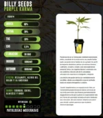 Purple Karma x3 – Semillas Fotoperiódicas Fem - Imagen 3
