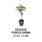 Esqueje Purple Karma – bubba kush x og kush (solo retiro por el local)