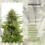 Ananda 001 x3 – Anandamida Organics – Semillas Fotoperiódicas Fem - Imagen 2