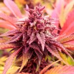 Tropicana WFC x4 – Sweed Lab – Semillas Fotoperiódicas Fem