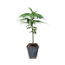Esquejes y plantines
