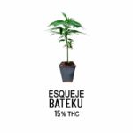 Esqueje Batekú (solo retiro por el local)