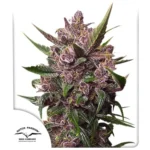 Blackberry Kush Auto x3 – Dutch Passion – Semillas