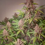 Blackberry Kush Auto x3 – Dutch Passion – Semillas - Imagen 2