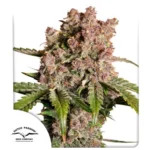 Strawberry Soda Auto x3 – Dutch Passion – Semillas