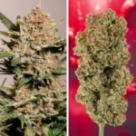 Strawberry Soda Auto x3 – Dutch Passion – Semillas - Imagen 2