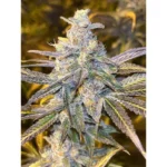 Frozen Biscotti Auto x3 – Dutch Passion – Semillas - Imagen 2