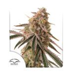 Frozen Biscotti Auto x3 – Dutch Passion – Semillas
