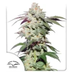 Skywalker Haze Auto x3 – Dutch Passion – Semillas