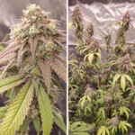 Skywalker Haze Auto x3 – Dutch Passion – Semillas - Imagen 2