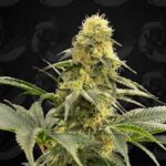 Egypto x6 – Indian Seeds – Semillas Fotoperiódicas Fem