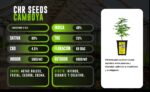 Esqueje Camboya (solo retiro por el local) - Imagen 2
