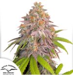 CBD Charlotte's + x3 – Dutch Passion – Semillas Fotoperiódicas Fem