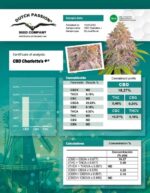 CBD Charlotte's + x3 – Dutch Passion – Semillas Fotoperiódicas Fem - Imagen 2