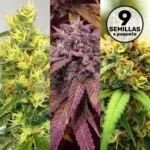 Mix de Semillas x9 – La Maga – Semillas Fotoperiódicas Fem - Imagen 2