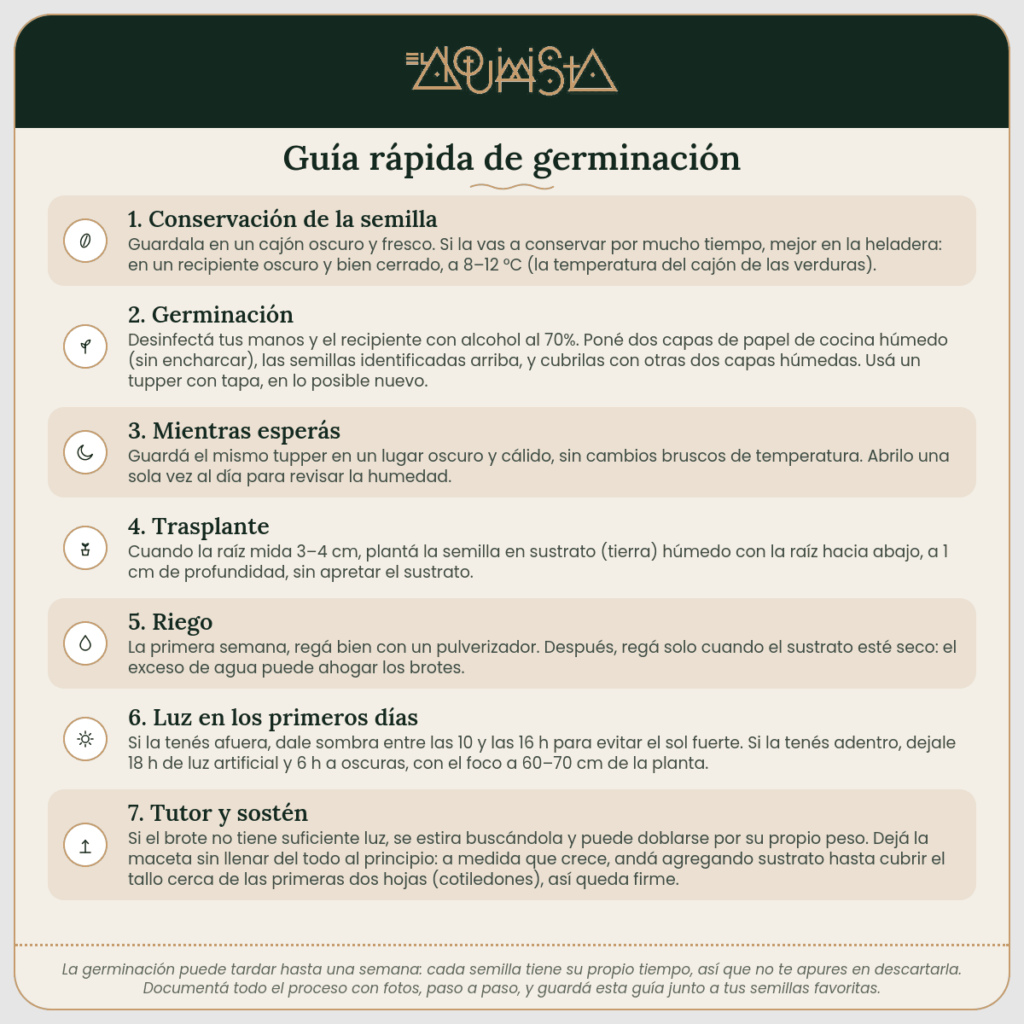 Guía rápida de germinación de semillas – El Alquimista Growshop
