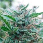 9001 Kame Seeds – flor