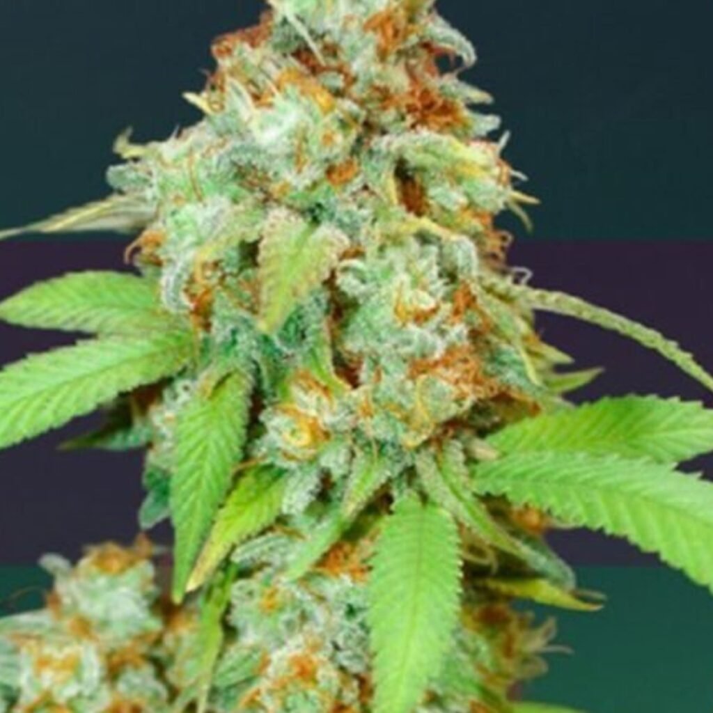 Bateku Loco Yorsh – flor