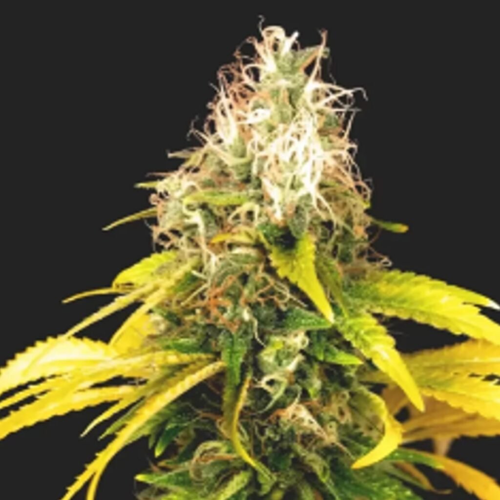 Camboya CHR Seeds – flor