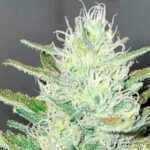 Craig Yeruti Seeds – flor