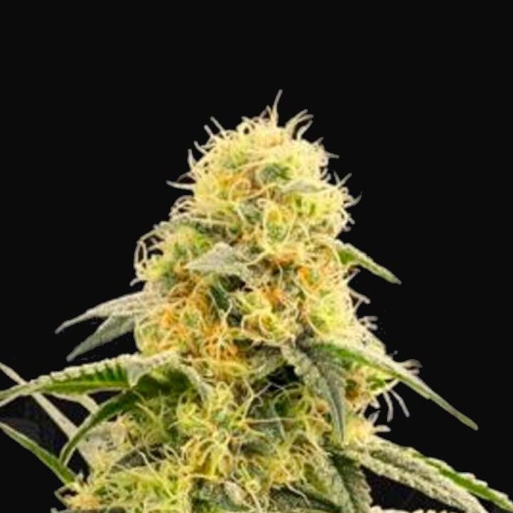Egypto Indian Seeds – flor