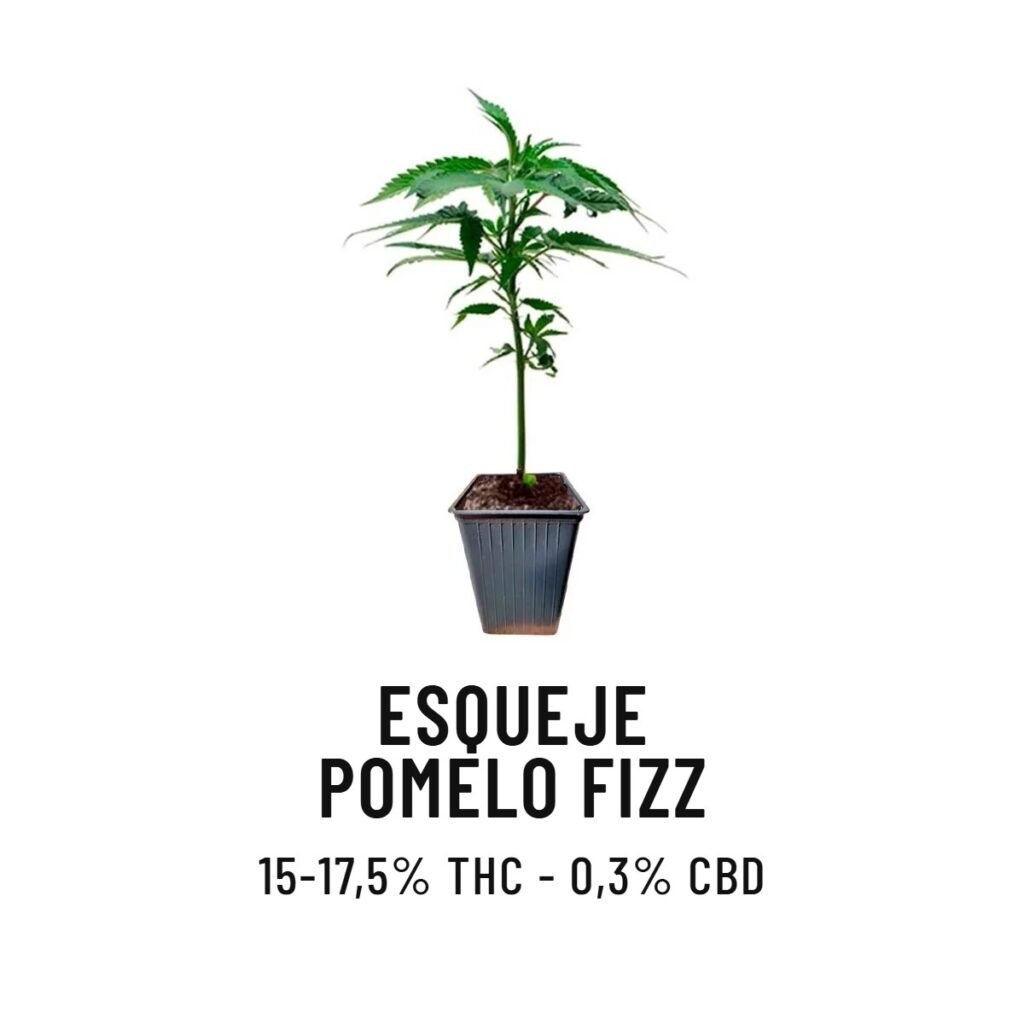 Esqueje Pomelo Fizz