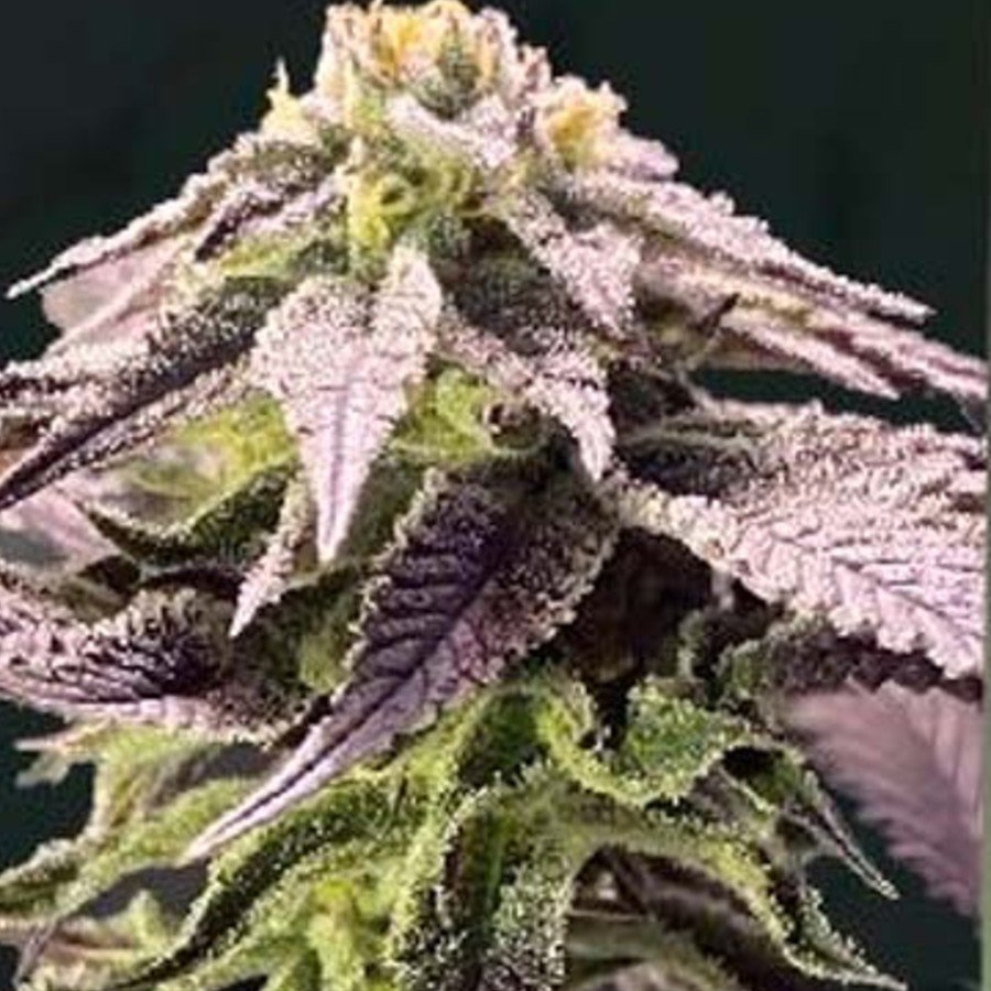 Purple Karma Billy Seeds – flor