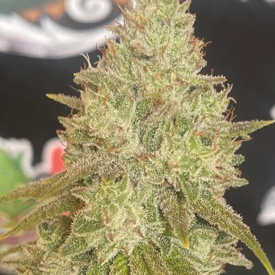 Satelite Loco Yorsh – flor